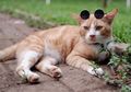 Viral ‘Kocheng Oren’, Benarkah Kucing Berbulu Oranye Punya Polah Lebih Aneh Dibanding Kucing dengan Warna Bulu Lainnya?