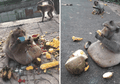 Kisah Seekor Monyet Rakus yang Obesitas, Tapi Malah Jadi Hewan Langka
