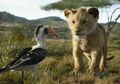 Sukses di Cina, Film The Lion King akan Hadir di Indonesia 17Juli 2019 Mendatang