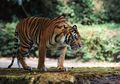 Hampir Terancam Pengeboran Nukilr, Populasi Harimau India Meningkat
