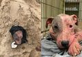 Kejam! Seekor Anjing Terbakar Sinar Matahari dan Dikubur Hidup-hidup di Pantai, Tubuhnya Penuh Luka dan Darah