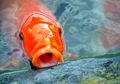 Tafsir Mimpi Digigit Ikan, Pertanda Keberuntungan Bagi Anda Lo!