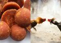 Tak Hanya untuk Kesehatan Tubuh Manusia, Gula Merah pun Bermanfaat untuk Ayam Aduan, Salah Satunya Tambahan Energi
