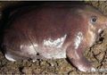 Hidup Sejak Era Dinosaurus, Katak Ungu 'Hidung Babi' Justru Baru Ditemukan pada 2003, Ternyata Ini Penyebabnya