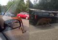2 Harimau Berkeliaran di Jalanan Terengganu, Warga Berhentikan Mobil Lihat Hewan Buas dari Dekat