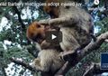 Dikenal Tak Ramah, Sekelompok Monyet Ini Justru 'Adopsi' dan Rawat Monyet dari Kelompok Lain yang Terluka, Caranya Unik