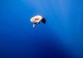 Kematian Misterius Pemecah Rekor Dunia Freediving Asal Jepang