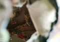 Masuk ke Kamar, Keluarga Ini Terkejut Temukan Ada Harimau Tidur di Kasur