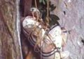 Berusia Lebih dari 2.000 Tahun, Begini Praktik Menggantungkan Peti Mati di Tebing oleh Suku Igorot