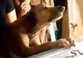 Sambil Menitihkan Air Mata Anjing Ini Setia di Atas Peti Mati Pemiliknya yang Meninggal