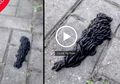 (Video) Ketika Ratusan 'Cacing Hitam' Bekerja Sama untuk Membentuk Makhluk Besar yang Membingungkan