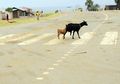 Berniat Hindari Kambing Lewat, Pengendara Motor Ini Tewas Dihantam Truk Trailer di Tuban
