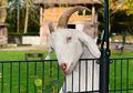 Seekor Kambing Berhasil Jadi Wali Kota Setelah Kalahkan 15 Kandidat Lainnya, Begini Kisahnya!