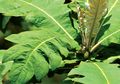 Kini Kratom Dulu Khat, Masih Ingat?
