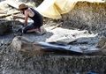 Ahli Paleontologi Menemukan Tulang Paha Dinosaurus Terbesar Sepanjang Masa