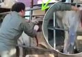 Video: Beginilah Jadinya Jika Sapi Gelonggongan Disayat Perutnya