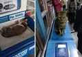 Tingkah Lucu Kucing-kucing 'Penjaga' Halte TransJakarta, Bikin Nggak Tahan Buat Elus
