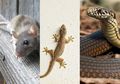 Begini 10+ Cara Mengusir Cicak, Ular dan Tikus di Rumah, Tutup Bak Sampah hingga Hindari Meninggalkan Sisa Makanan
