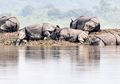 Banjir Menyerang Taman Nasional India, Lebih Dari 200 Satwa Liar Mati