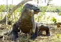 Viral Video Komodo Menelan Monyet Besar Hanya Dalam 8 Tegukan