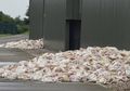 Hadapi Gelombang Panas, Ribuan Ayam Mati Terpanggang dalam 'Penderitaan Ekstrem'