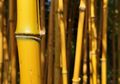 Mitos Bambu Kuning, Mulai dari Pagar Gaib Hingga Mengusir Hantu?
