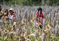 Di Flores, Sorgum yang Bergizi Tinggi Baik untuk Pertumbuhan Anak-anak dan Lawan Gizi Buruk