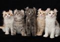 Bisa Sampai 1,7 Miliar Rupiah, Ini 7 Jenis Kucing Paling Mahal di Dunia