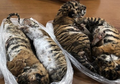 Pura-pura Punya Usaha Ini, Seorang Pria Jual Harimau Secara Ilegal, 7 Anak Harimau Berakhir Tragis di Tangannya