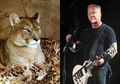 Dikejar Singa Gunung, Wanita Ini Berhasil Kabur Pakai Lagu Metallica
