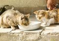 Merasa Kesepian dan Rutin Beri Makan Kucing Liar, Nenek 79 Tahun Dijatuhi Hukuman Penjara