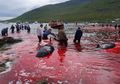 Heboh! Warna Laut Berubah Merah, Ternyata Darah Bercucuran ketika Puluhan Paus Disembelih oleh Sekelompok Manusia