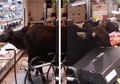 (Video) Segerombol Sapi Menerobos Masuk Supermarket dan Makan Semua Buah Serta Sayuran, Para Pengunjung Hanya Menontonnya