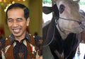 Demi Mike Tyson, Sapi Kurban Milik Jokowi, Penjual Rela Beli Karpet Seharga Rp 2 Juta Agar Peliharaannya Bisa Tidur Nyenyak