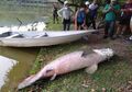 Bikin Orang-orang Heran, Bagaimana Bisa Ikan Raksasa 2,4 Meter Asal Sungai Amazon yang Hampir Punah Ini Ditemukan Mati di Danau Malaysia?