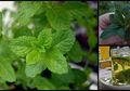 8 Manfaat Daun Mint, Ramuan Ajaib dengan Manfaat Kesehatan Luar Biasa