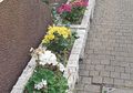Potscaping, Sajian Taman dalam Pot , Jenis Tanaman Apa yang Cocok?