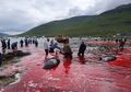 Mengerikan, Laut Tiba-tiba Berubah Merah, Darah Mengucur dari Tubuh Puluhan Paus yang Disembelih Manusia