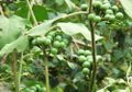 Sering Dianggap Tanaman Liar, Takokak Bantu Meredakan Asam Urat
