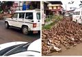 Kocak! Melarikan Diri dari Pemiliknya, Ratusan Bebek Ini Banjiri Jalan Raya hingga Timbulkan Kemacetan Lalu Lintas