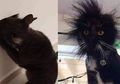Penasaran dan Memutar-mutar Kepala dalam Sumber Listrik, Kucing Ini Tersetrum Ringan, Ada-ada Saja!