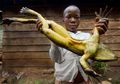 Beratnya Bisa Capai 3 kg, Katak Terbesar di Dunia Ini Suaranya Seperti Bersiul dan Mampu Membuat Kolam Sendiri