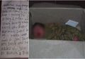 Surat Menyayat Hati Ditemukan Bersama Bayi dalam Kardus yang Dibuang di Lumajang: 'Takut Dijual Suami'
