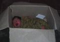 Tak Sengaja Temukan Bayi, Pria Tua Ini Terkejut Ketahui Bahwa Bayi Tersebut Masih Darah Dagingnya, Perilaku Pembuangnya Lebih Mengejutkan