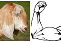 Banyak Diburu saat Hari Raya Kurban karena Dianggap Bisa Tingkatkan Vitalitas, Ini Mitos dan Fakta 'Torpedo' Kambing