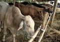Dengar Teriakan Anak-Anak, 3 Sapi Kurban Melarikan Diri dan Mengamuk di Pemukiman Warga