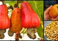 5 Keajaiban Kacang Mete: Makanan Anti Kanker dengan Banyak Manfaat Kesehatan