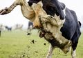 20 Tahun Jadi Jagal Sapi, Rohim Tidak Menyangka Akan Disepak Sapi Kurban Hingga Pingsan dan Patah Gigi