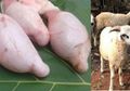 Khasiat Torpedo Kambing, Benarkah Seperti yang Selama Ini Beredar di Masyarakat?