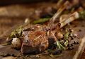 Masih Ada Daging Kurban? Ini 7 Bagian Daging Kambing yang Lezat Diolah!
